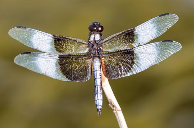 4 số cuối ng&agrave;y sinh &Acirc;m lịch của người kh&eacute;o vun v&eacute;n, gia đ&igrave;nh lu&ocirc;n thuận h&ograve;a - Ảnh 1.