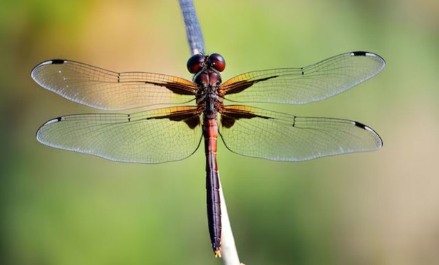 4 số cuối ng&agrave;y sinh &Acirc;m lịch của người kh&eacute;o vun v&eacute;n, gia đ&igrave;nh lu&ocirc;n thuận h&ograve;a - Ảnh 2.