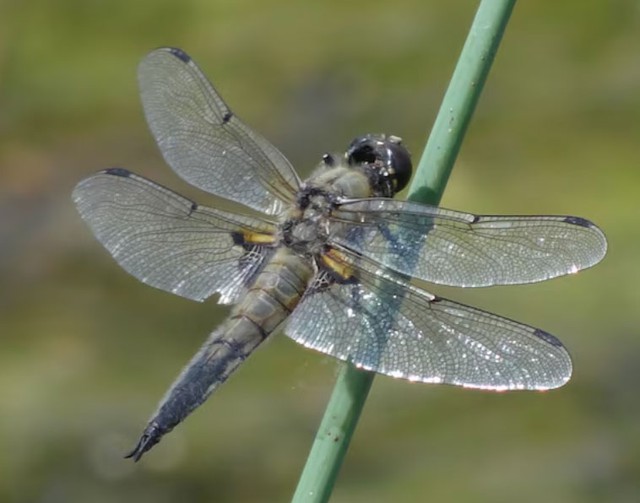 4 số cuối ng&agrave;y sinh &Acirc;m lịch của người kh&eacute;o vun v&eacute;n, gia đ&igrave;nh lu&ocirc;n thuận h&ograve;a - Ảnh 4.