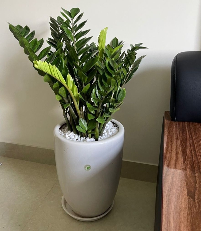 Để c&oacute; giấc ngủ ngon, giảm stress, n&ecirc;n đặt c&acirc;y n&agrave;y trong ph&ograve;ng ngủ - Ảnh 3.