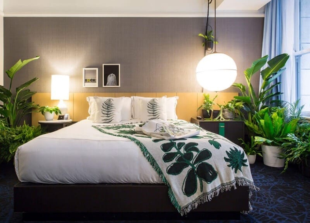 Để c&oacute; giấc ngủ ngon, giảm stress, n&ecirc;n đặt c&acirc;y n&agrave;y trong ph&ograve;ng ngủ - Ảnh 4.