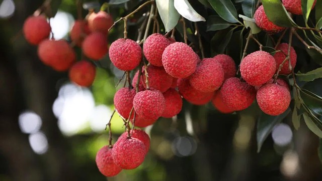 Người bị gan nhiễm mỡ tr&aacute;nh ăn nhiều loại tr&aacute;i c&acirc;y n&agrave;o? - Ảnh 1.