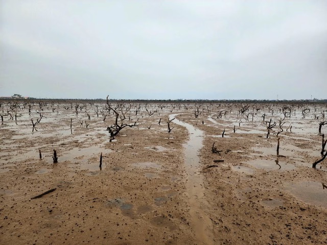 Lo ngại t&igrave;nh trạng rừng ngập mặn ở H&agrave; Tĩnh chết h&agrave;ng loạt - Ảnh 1.