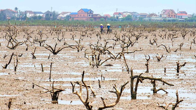Lo ngại t&igrave;nh trạng rừng ngập mặn ở H&agrave; Tĩnh chết h&agrave;ng loạt - Ảnh 2.