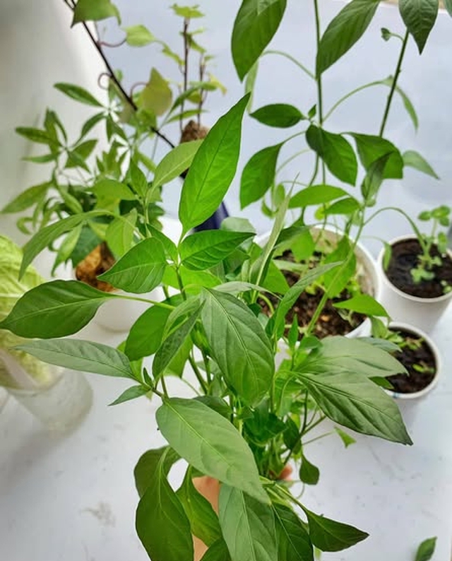 Loại l&aacute; nhiều gia đ&igrave;nh trồng ở ban c&ocirc;ng, chế biến th&agrave;nh m&oacute;n ngon tốt cho xương khớp tuổi trung ni&ecirc;n - Ảnh 2.