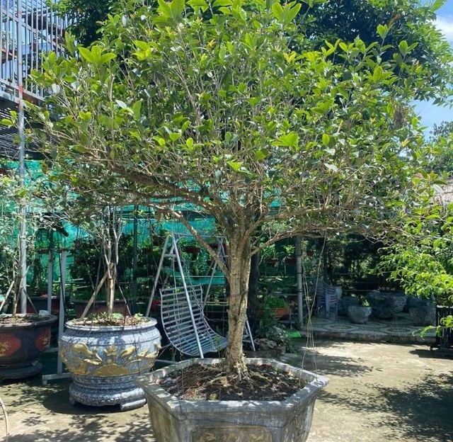 Lo&agrave;i c&acirc;y qu&yacute; như v&agrave;ng, h&uacute;t t&agrave;i lộc, b&igrave;nh an, gọi may mắn về nh&agrave; - Ảnh 1.