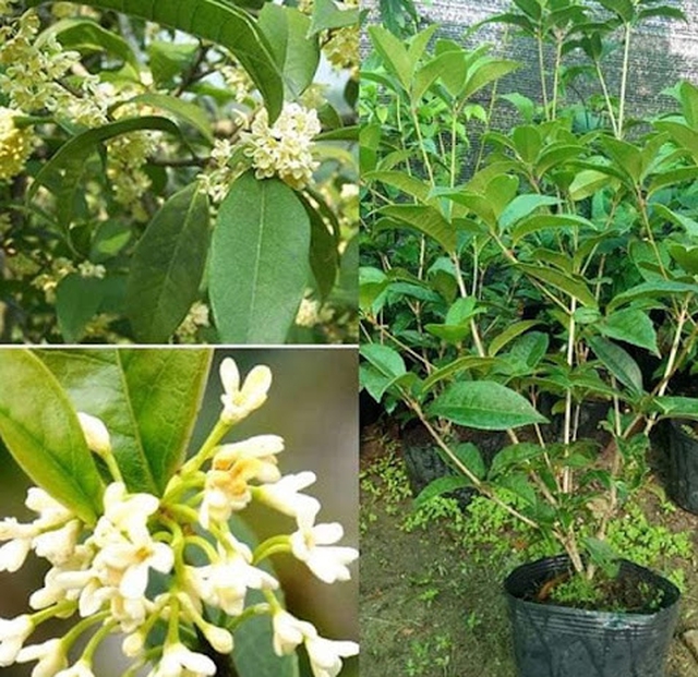 Vị tr&iacute; cần tr&aacute;nh trồng c&acirc;y mộc hương trong phong thủy l&agrave;m ảnh hưởng đến vận kh&iacute; của ng&ocirc;i nh&agrave; - Ảnh 1.