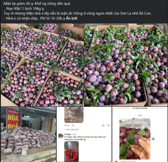 Loại quả đặc sản T&acirc;y Bắc xuống phố gi&aacute; rẻ b&egrave;o, tiểu thương đ&oacute;ng t&uacute;i lớn b&aacute;n chưa đến 10.000 đồng/kg - Ảnh 4.