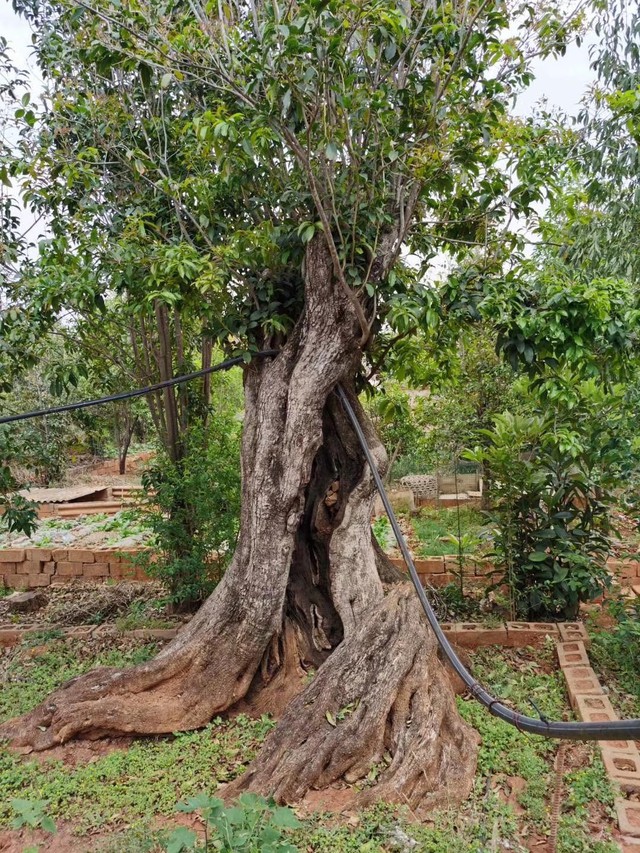 Vị tr&iacute; cần tr&aacute;nh trồng c&acirc;y mộc hương trong phong thủy l&agrave;m ảnh hưởng đến vận kh&iacute; của ng&ocirc;i nh&agrave; - Ảnh 2.