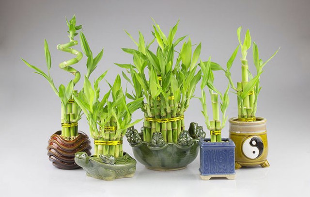 'Lột x&aacute;c' g&oacute;c l&agrave;m việc với c&aacute;c loại c&acirc;y phong thủy 'vừa sang vừa chất' - Ảnh 3.