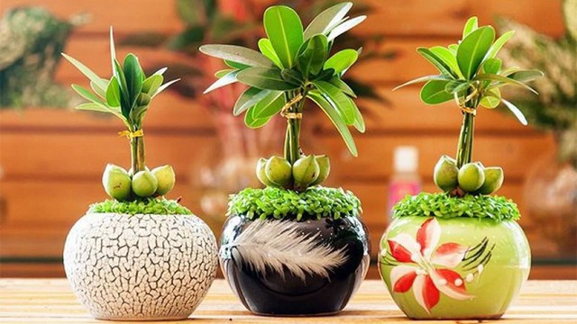 'Lột x&aacute;c' g&oacute;c l&agrave;m việc với c&aacute;c loại c&acirc;y phong thủy 'vừa sang vừa chất' - Ảnh 2.