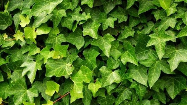 Loại c&acirc;y cảnh chứa độc tố tuyệt đối kh&ocirc;ng được đặt trong nh&agrave; nếu c&oacute; trẻ nhỏ v&agrave; th&uacute; cưng - Ảnh 7.
