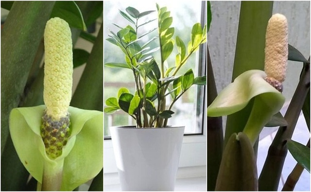 Mẹo trồng c&acirc;y kim tiền ra hoa, &yacute; nghĩa phong thủy khi thấy hoa kim tiền nở - Ảnh 1.