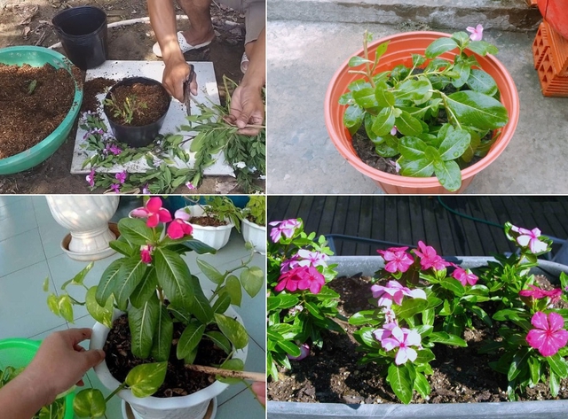 Trồng cây này trong nhà không chỉ hấp thụ các chất độc hại trong không khí, mà còn nở hoa quanh năm, làm đẹp không gian sống - Ảnh 1. Trồng cây này trong nhà không chỉ hấp thụ các chất độc hại trong không khí, mà còn nở hoa quanh năm, làm đẹp không gian sống - Ảnh 1.