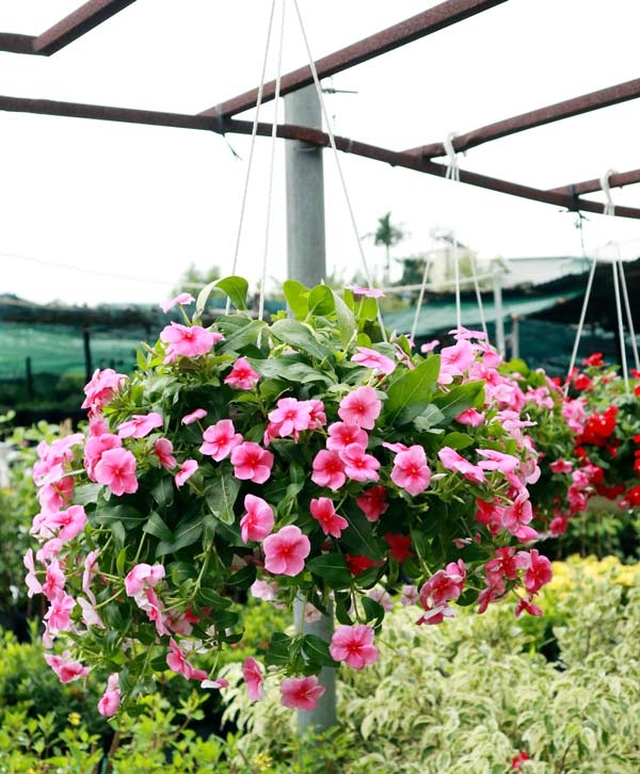Trồng cây này trong nhà không chỉ hấp thụ các chất độc hại trong không khí, mà còn nở hoa quanh năm, làm đẹp không gian sống - Ảnh 2. Trồng cây này trong nhà không chỉ hấp thụ các chất độc hại trong không khí, mà còn nở hoa quanh năm, làm đẹp không gian sống - Ảnh 2.
