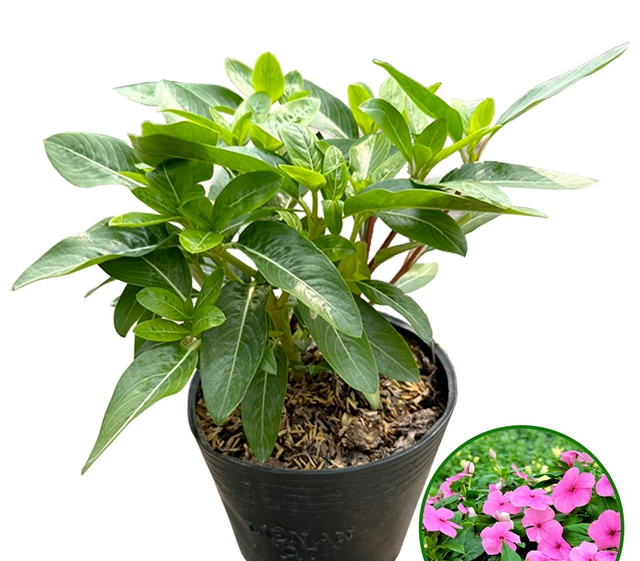 Trồng cây này trong nhà không chỉ hấp thụ các chất độc hại trong không khí, mà còn nở hoa quanh năm, làm đẹp không gian sống - Ảnh 4. Trồng cây này trong nhà không chỉ hấp thụ các chất độc hại trong không khí, mà còn nở hoa quanh năm, làm đẹp không gian sống - Ảnh 4.