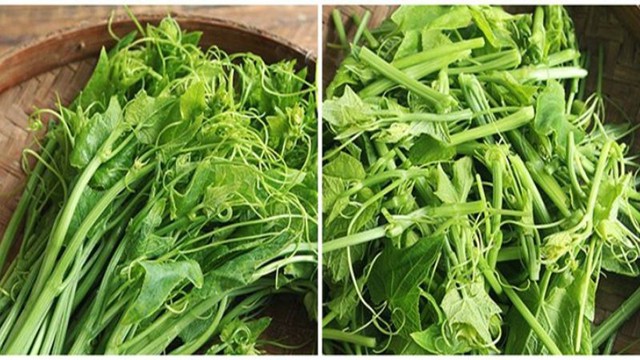 Ngọn su su - lọai rau vua kẽm cho người bị gút ăn thỏai mái - Ảnh 1. Ngọn su su - lọai rau vua kẽm cho người bị gút ăn thỏai mái - Ảnh 1.