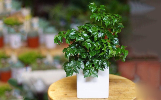 Top 5 c&acirc;y cảnh 'gọi t&agrave;i ngậm lộc' cho gia chủ: Đặt ở ph&ograve;ng kh&aacute;ch, tiền t&agrave;i tự t&igrave;m đến - Ảnh 4.