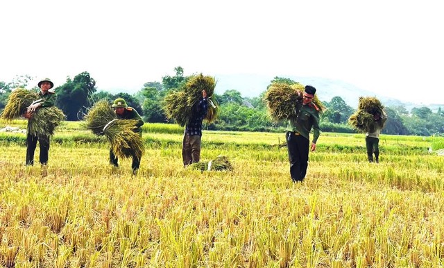 C&ocirc;ng an Thanh H&oacute;a gi&uacute;p d&acirc;n gặt l&uacute;a &lsquo;chạy đua&rsquo; với thời tiết - Ảnh 2.