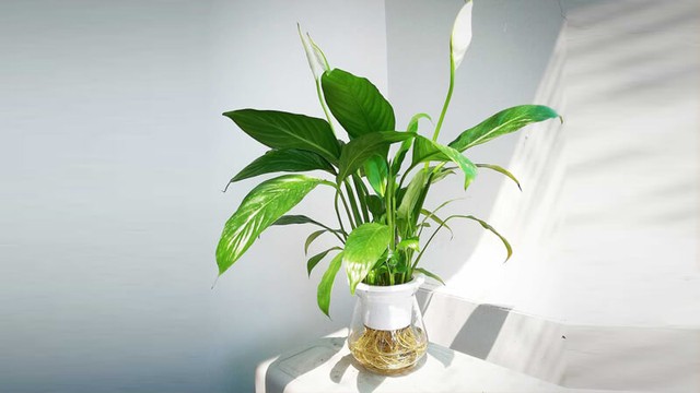 V&eacute;n m&agrave;n b&iacute; mật đằng sau khả năng kỳ diệu của 8 lo&agrave;i c&acirc;y cảnh ti&ecirc;u biểu dễ t&igrave;m, dễ chăm s&oacute;c - Ảnh 3.