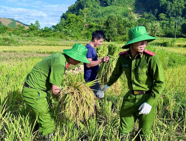 C&ocirc;ng an Thanh H&oacute;a gi&uacute;p d&acirc;n gặt l&uacute;a &lsquo;chạy đua&rsquo; với thời tiết - Ảnh 1.