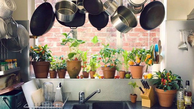 Bếp m&aacute;t, nh&agrave; thơm, tiền gom về t&uacute;i: Tất cả nhờ một chậu c&acirc;y gi&aacute; v&agrave;i chục ngh&igrave;n - Ảnh 1.