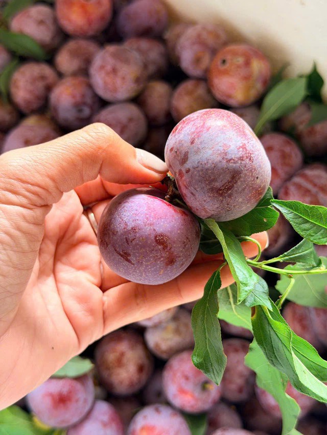 Mận hậu giảm gi&aacute; s&acirc;u chỉ c&ograve;n v&agrave;i ngh&igrave;n đồng/kg b&aacute;n đầy thị trường - Ảnh 4.