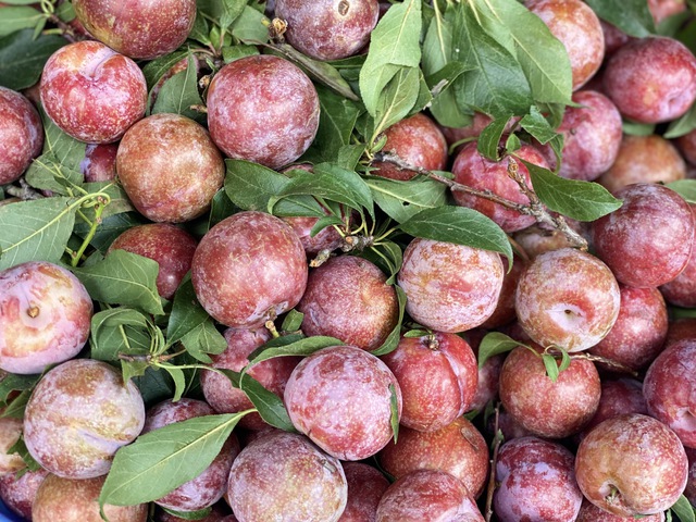Mận hậu giảm gi&aacute; s&acirc;u chỉ c&ograve;n v&agrave;i ngh&igrave;n đồng/kg b&aacute;n đầy thị trường - Ảnh 2.