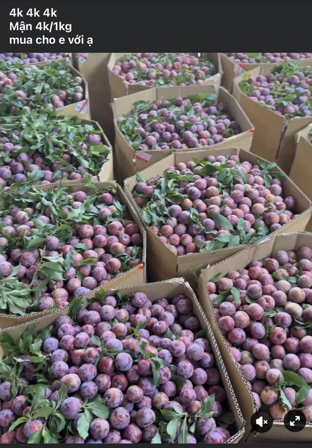 Mận hậu giảm gi&aacute; s&acirc;u chỉ c&ograve;n v&agrave;i ngh&igrave;n đồng/kg b&aacute;n đầy thị trường - Ảnh 3.