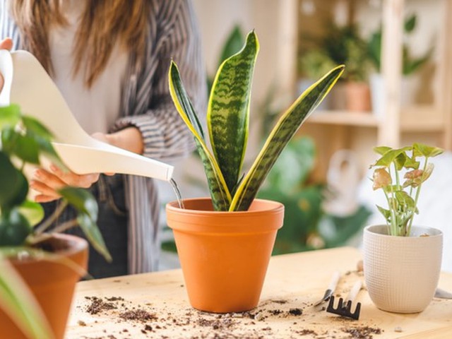 Hiếm gặp cây lưỡi hổ ra hoa: Điềm báo đại cát, tài lộc cho gia chủ - Ảnh 3. Hiếm gặp cây lưỡi hổ ra hoa: Điềm báo đại cát, tài lộc cho gia chủ - Ảnh 3.
