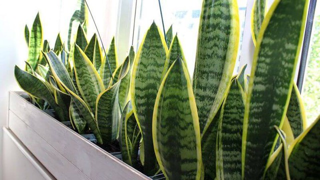 Có nên đặt cây lưỡi hổ tùy tiện? Coi chừng phạm kỵ khiến gia chủ hao tài - Ảnh 2. Có nên đặt cây lưỡi hổ tùy tiện? Coi chừng phạm kỵ khiến gia chủ hao tài - Ảnh 2.