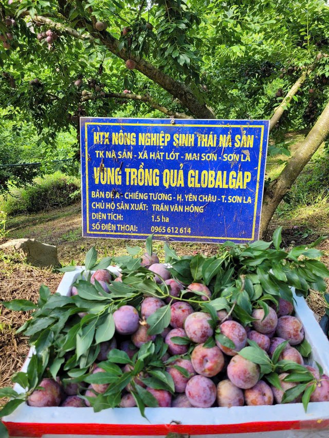 Một loại mận đặc sản vùng Tây Bắc có giá cao gấp 10 lần mận thường, được nhiều người tiêu dùng không ngớt lời khen - Ảnh 2. Một loại mận đặc sản vùng Tây Bắc có giá cao gấp 10 lần mận thường, được nhiều người tiêu dùng không ngớt lời khen - Ảnh 2.