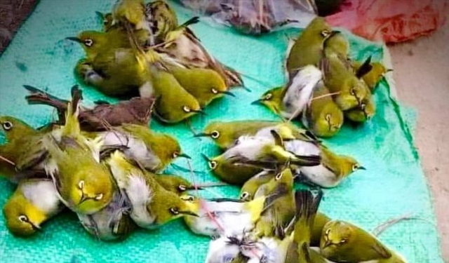 6 ng&agrave;y đẹp để ph&oacute;ng sinh đ&uacute;ng c&aacute;ch m&ugrave;a Phật Đản - Ảnh 6.