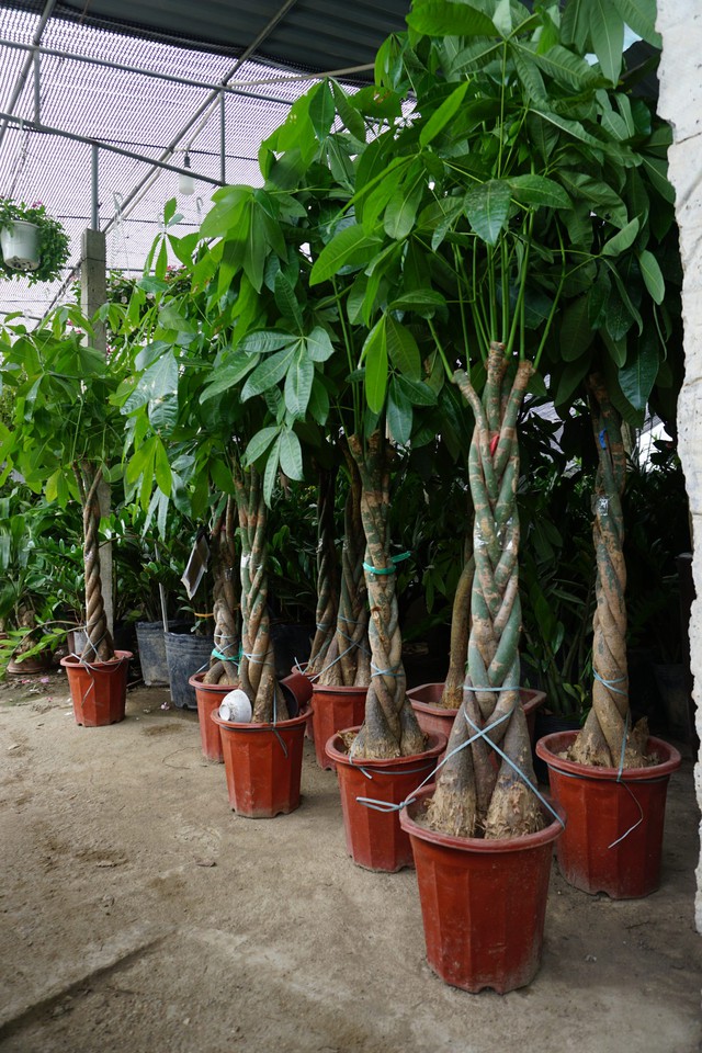 Sai lầm ch&iacute; mạng khi tưới nước khiến c&acirc;y kim ng&acirc;n bị thối rễ, chết dần m&agrave; nhiều người mắc phải - Ảnh 3.
