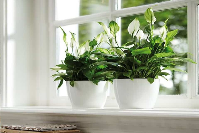 5 cây phong thủy mini "hút tài lộc, lọc bức xạ" hoàn hảo cho bàn làm việc - Ảnh 4. 5 cây phong thủy mini "hút tài lộc, lọc bức xạ" hoàn hảo cho bàn làm việc - Ảnh 4.