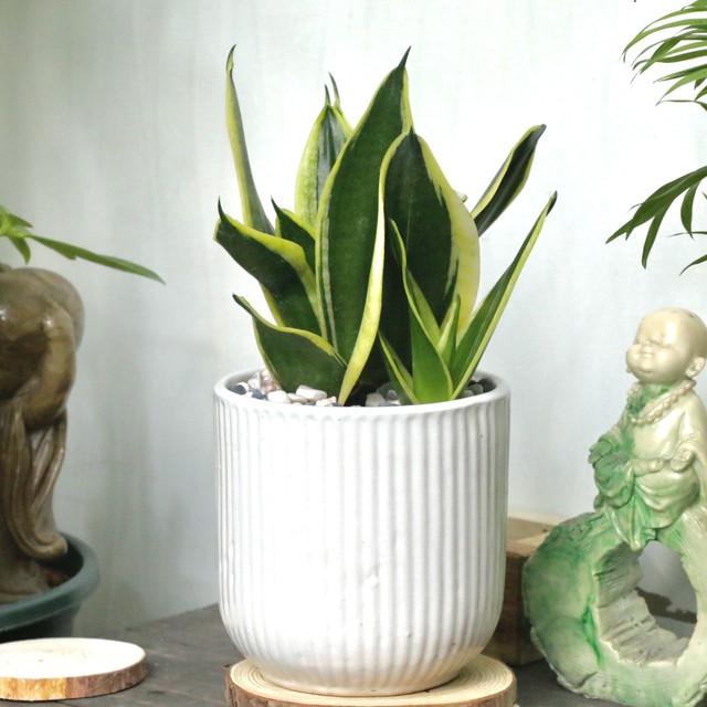 5 cây phong thủy mini "hút tài lộc, lọc bức xạ" hoàn hảo cho bàn làm việc - Ảnh 2. 5 cây phong thủy mini "hút tài lộc, lọc bức xạ" hoàn hảo cho bàn làm việc - Ảnh 2.