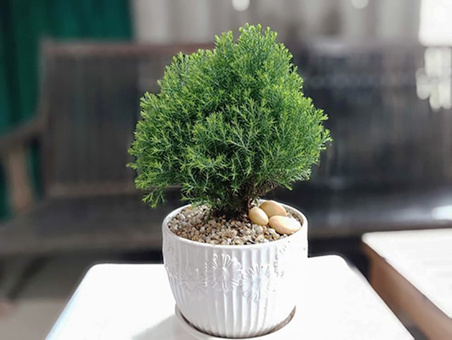 5 cây phong thủy mini "hút tài lộc, lọc bức xạ" hoàn hảo cho bàn làm việc - Ảnh 6. 5 cây phong thủy mini "hút tài lộc, lọc bức xạ" hoàn hảo cho bàn làm việc - Ảnh 6.