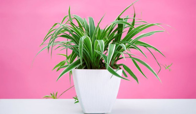 5 cây phong thủy mini "hút tài lộc, lọc bức xạ" hoàn hảo cho bàn làm việc - Ảnh 3. 5 cây phong thủy mini "hút tài lộc, lọc bức xạ" hoàn hảo cho bàn làm việc - Ảnh 3.