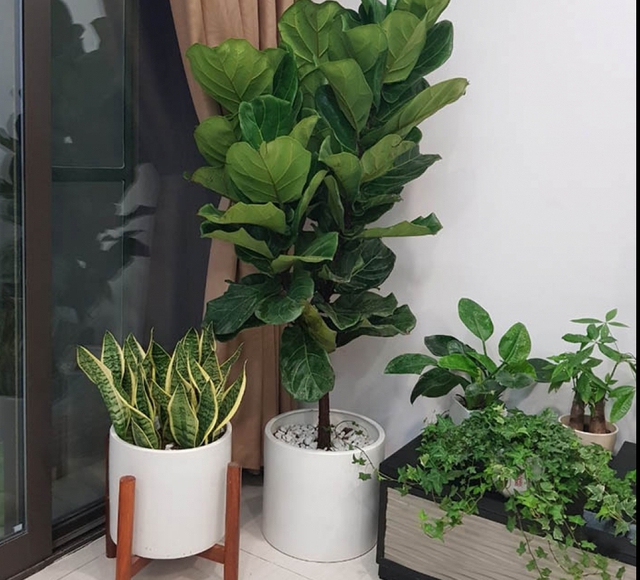 Top cây cảnh size lớn "quốc dân" được giới nhà giàu săn đón: Nhà bạn có chưa? - Ảnh 2. Top cây cảnh size lớn "quốc dân" được giới nhà giàu săn đón: Nhà bạn có chưa? - Ảnh 2.