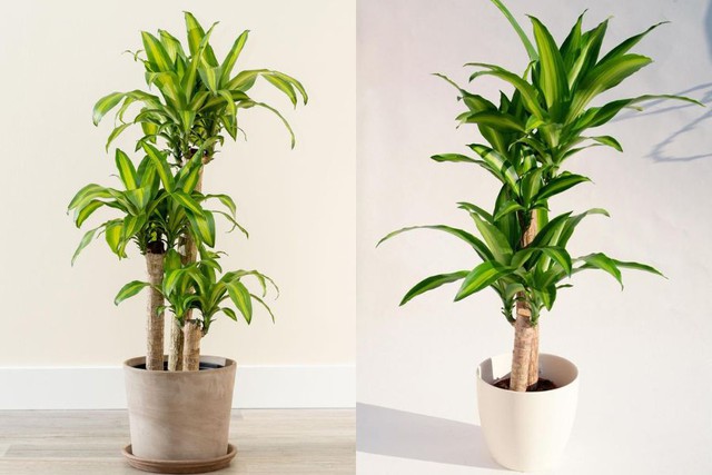 Top cây cảnh size lớn "quốc dân" được giới nhà giàu săn đón: Nhà bạn có chưa? - Ảnh 4. Top cây cảnh size lớn "quốc dân" được giới nhà giàu săn đón: Nhà bạn có chưa? - Ảnh 4.