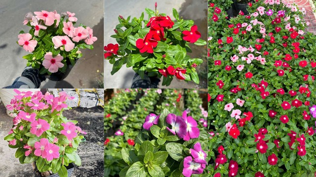 "Điều h&ograve;a xanh" cho nh&agrave; phố: 8 loại c&acirc;y hạ nhiệt, lọc bụi mịn cực đỉnh trong m&ugrave;a nắng n&oacute;ng - Ảnh 5.