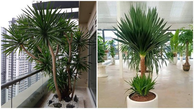 Top cây cảnh size lớn "quốc dân" được giới nhà giàu săn đón: Nhà bạn có chưa? - Ảnh 5. Top cây cảnh size lớn "quốc dân" được giới nhà giàu săn đón: Nhà bạn có chưa? - Ảnh 5.