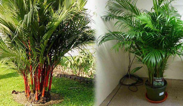 "Điều h&ograve;a xanh" cho nh&agrave; phố: 8 loại c&acirc;y hạ nhiệt, lọc bụi mịn cực đỉnh trong m&ugrave;a nắng n&oacute;ng - Ảnh 3.