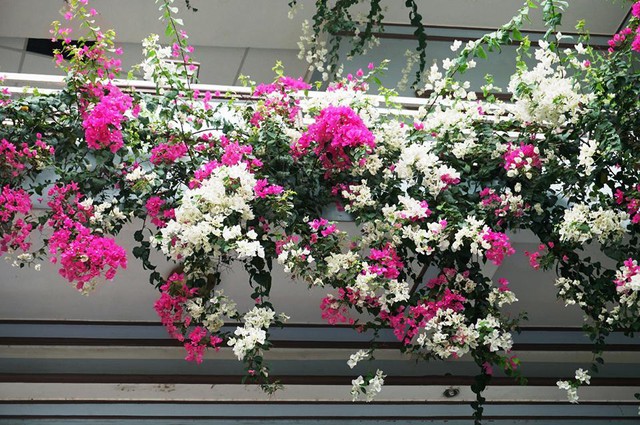 B&iacute; quyết chăm hoa "nghiện nắng" như hoa mười giờ, hoa giấy để lu&ocirc;n rực rỡ suốt m&ugrave;a h&egrave; - Ảnh 1.