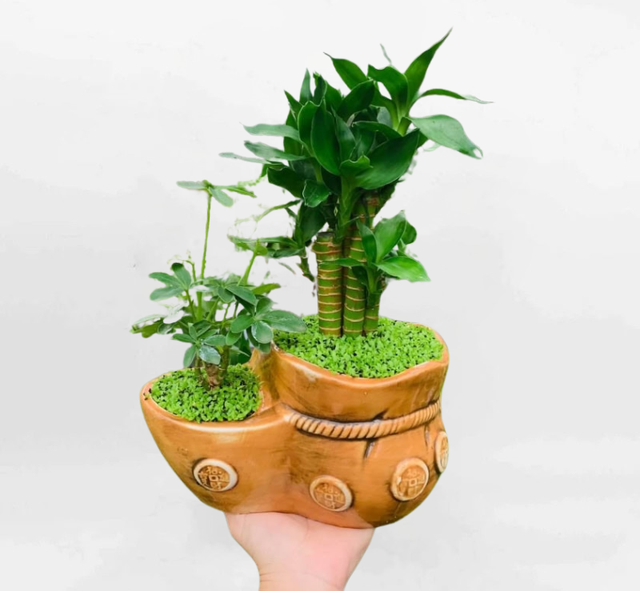 Top 5 loại c&acirc;y cảnh để b&agrave;n thờ đại c&aacute;t, đại lợi - Ảnh 2.