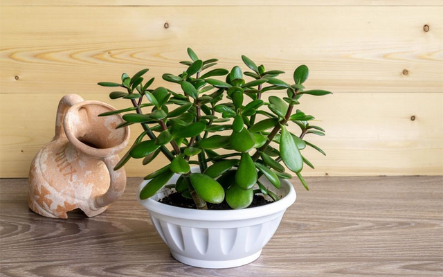 Top 5 loại c&acirc;y cảnh để b&agrave;n thờ đại c&aacute;t, đại lợi - Ảnh 3.