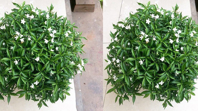 Loại hoa giới nh&agrave; gi&agrave;u trồng trước nh&agrave; để lu&ocirc;n may mắn, ti&ecirc;u kh&ocirc;ng hết tiền - Ảnh 2.