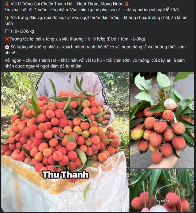 Tiểu thương l&yacute; giải gi&aacute; vải tươi đầu m&ugrave;a cao ch&oacute;t v&oacute;t nhưng vẫn b&aacute;n chạy h&agrave;ng - Ảnh 3.
