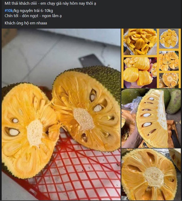 Một loại quả Việt thơm nức mũi, ruột v&agrave;ng ươm đang v&agrave;o m&ugrave;a gi&aacute; chỉ chục ngh&igrave;n đồng/kg - Ảnh 4.