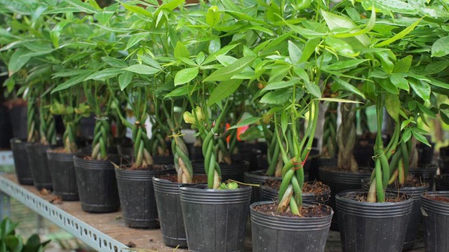 C&acirc;y kim ng&acirc;n hợp với mệnh g&igrave; để sinh t&agrave;i lộc, thịnh vượng - Ảnh 1.